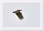 merikotka White-tailed Eagle  0631 * 1073 x 726 * (104KB)